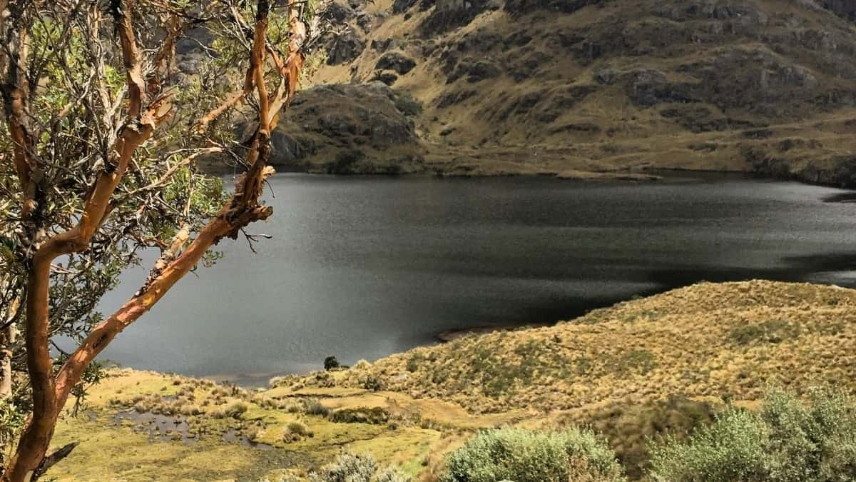 Cómo influencers de Twitter en Argentina colaboran con marcas de México