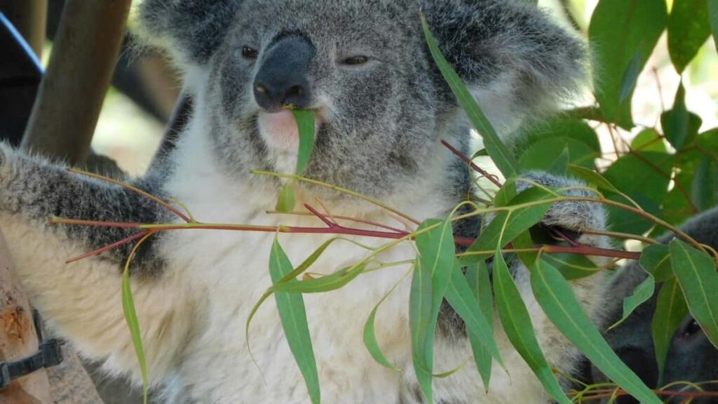 Tarifa Publicitaria Snapchat Australia 2025 para Argentina
