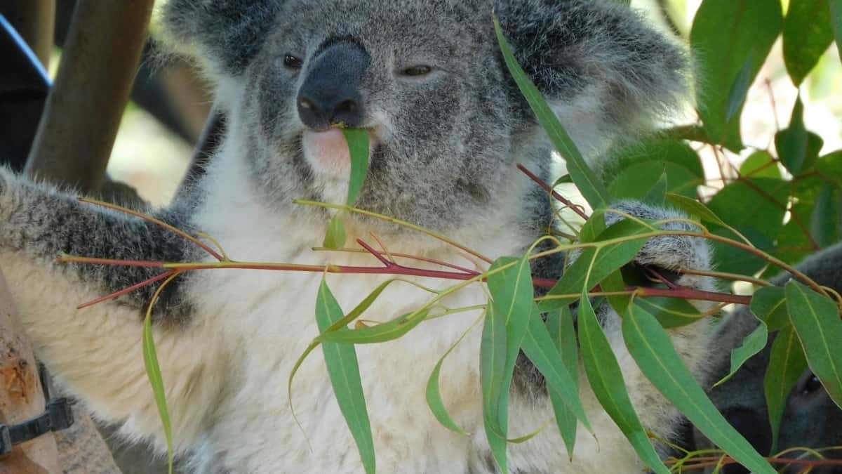 Tarifa Publicitaria Snapchat Australia 2025 para Argentina