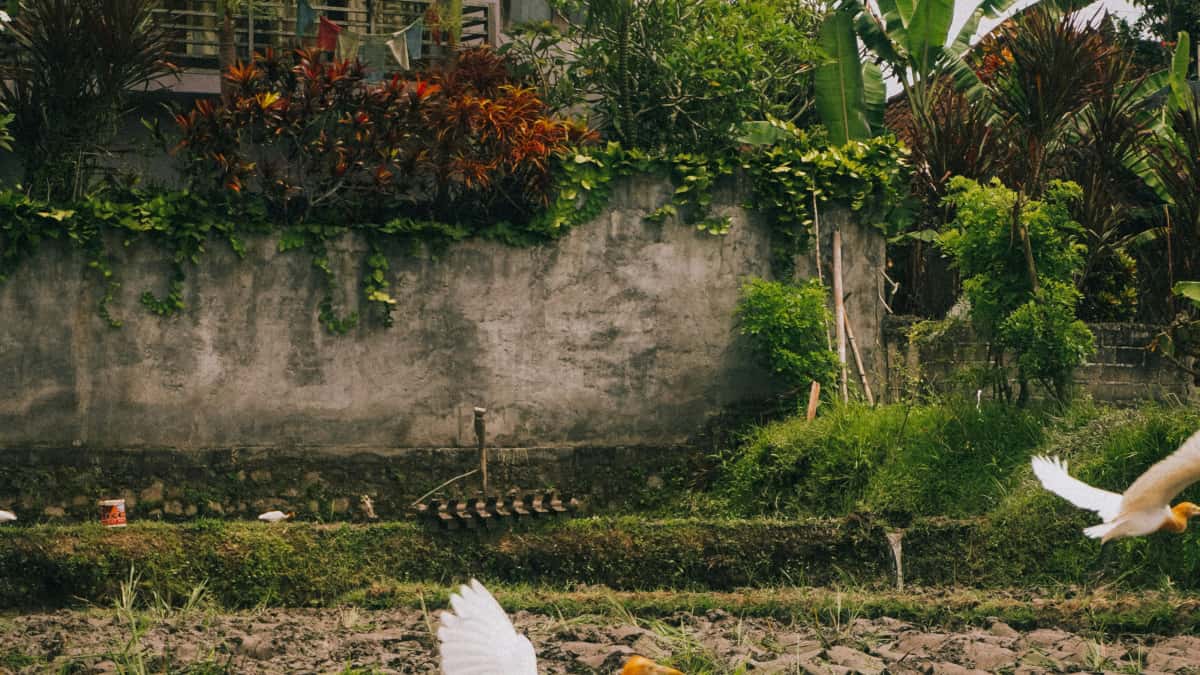 Creadores Rumble en Ecuador: guía para marcas argentinas