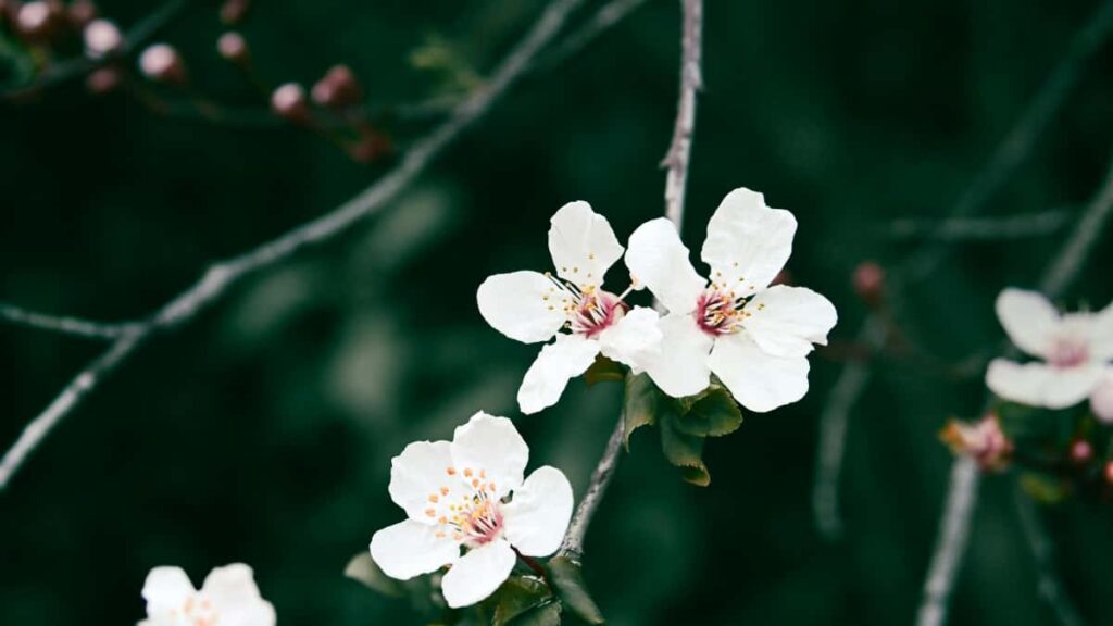 Guia practica para marcas argentinas: como identificar, evaluar y colaborar con creadores del Reino Unido en Telegram para product seeding efectivo y escalable.